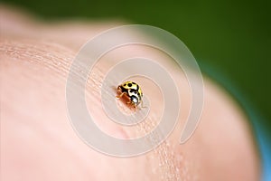 Yellow ladybug crawling on a human hand