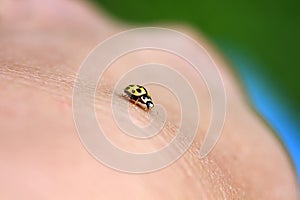 yellow ladybug crawling on a human hand