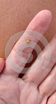 Yellow ladybug on a female hand close up