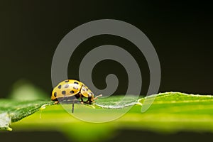 Yellow Ladybug On Green Leaf