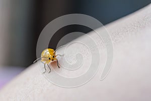 The yellow ladybug