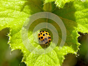 Yellow Ladybug Insects