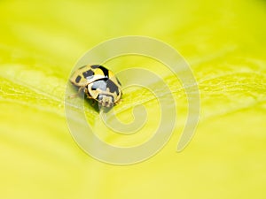 Yellow Ladybug Macro