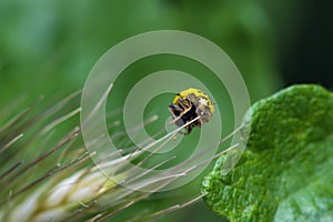 Yellow Ladybug Macro