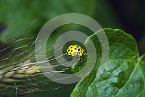 Yellow Ladybug Macro