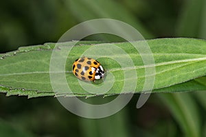 Yellow ladybug macro on green leaf background