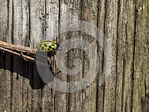 Yellow ladybug, mariquita leopardo Calligrapha polyspila on a stick with a wooden background photo