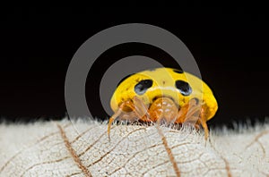 Yellow Ladybug Mimic Spider - Paraplectana sp