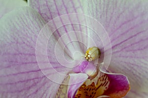 yellow ladybug on pink orchid flower