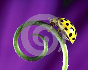 Yellow Ladybug on a Plant