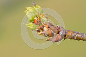 Ladybug and tender shoot