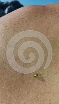 Yellow Ladybug on the skin