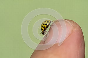 Yellow ladybug strolling on the hand