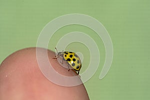 Yellow ladybug strolling on the hand