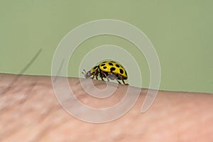 Yellow ladybug strolling on the hand