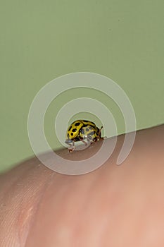 Yellow ladybug strolling on the hand