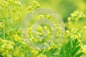 Yellow ladyâ€™s mantle