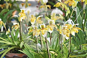 Yellow ladyâ€™s slipper orchid,groups