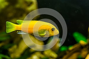 Yellow lake malawi cichlid in closeup, popular aqarium pet in aquaculture, tropical fish specie from Africa