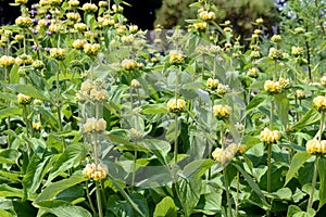 Yellow Lampwick Plant Phlomis russeliana