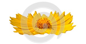 Yellow lance leaved coreopsis lanceolata flower side view isolated