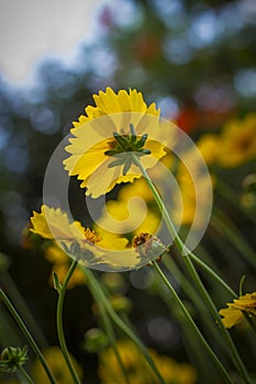 Yellow Lanceleaf Coreopsis flowers in the garden