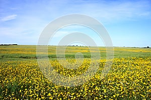 Yellow landscape of alentejo region, south of Portugal