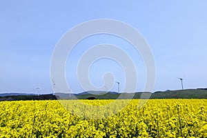 Yellow landscape with turbines