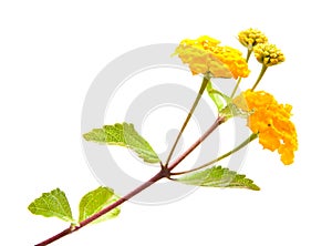 Yellow Lantana