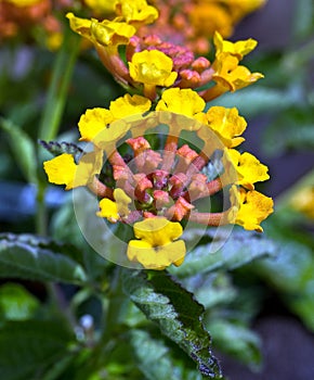 Yellow Lantana camara Blooms