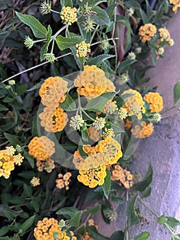 Yellow Lantana Camara plant in Egypt