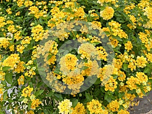 Yellow lantana flower in nature garden