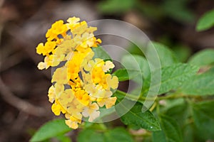 Yellow Lantana flowers