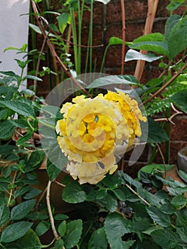 Yellow lantana in garden