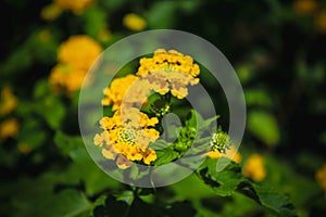 Yellow Lantanas flower with blur background