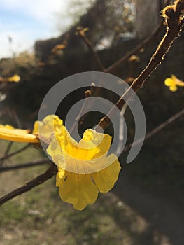 Yellow lapacho flower