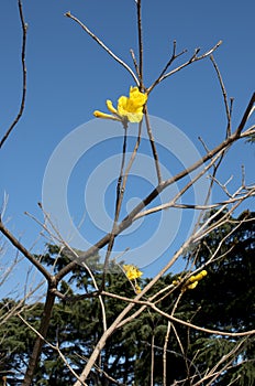 Yellow lapacho flower