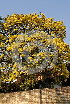 Yellow Lapacho tree