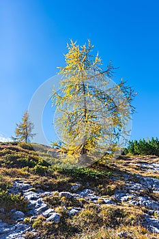 Yellow larch tree against the blue sky
