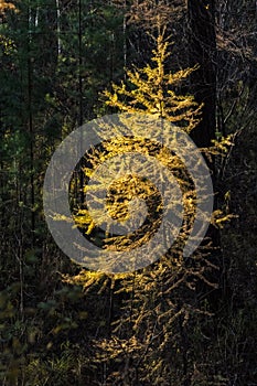 Yellow larch tree in the forest in autumn colors with sun rays. Nature of Eastern Siberia.