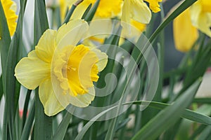 Yellow, large-cupped daffodil. photo