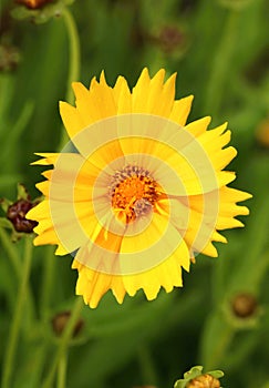 Yellow large flowered tickseed Coreopsis grandiflora