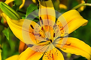 Yellow large lily under the rays of the sun