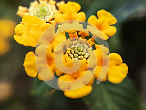Yellow Latana Texas Flower Or Latana Urticoides photo
