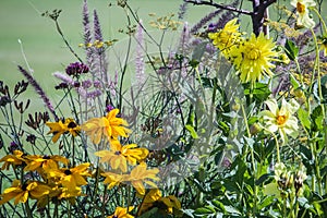 Yellow and lavender flowers in the Jardin de Luxembourg, Paris photo