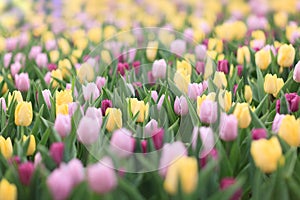 Yellow, lavender and purple tulips