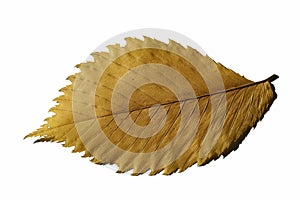 Yellow leaf