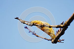 A yellow leaf in autumn