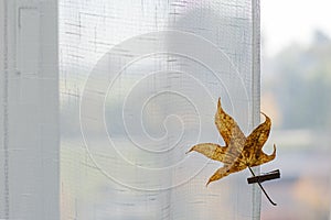 Yellow leaf on background of an autumn view from the window, copy space