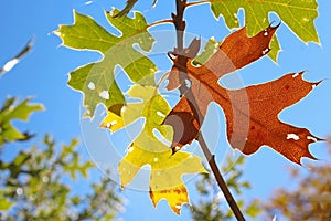 Yellow leaf of Black Oak tree in autumn